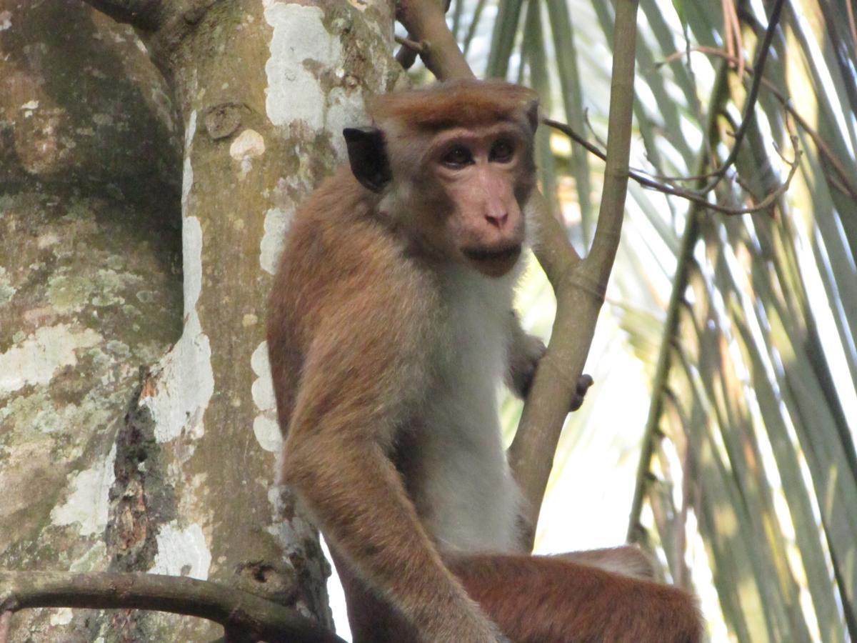 Jungle Guest ,Mirissa Hotel Bagian luar foto